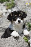 CORGI PEMBROKE 476